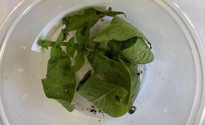 Potato leaves protected by RenBio RNAi yeast against Colorado potato Beetles