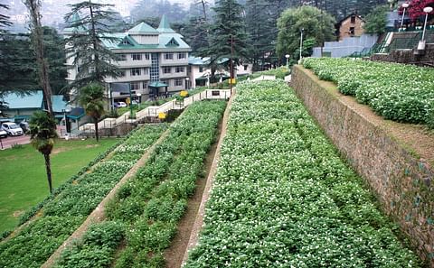 CPRI Shimla Potato Research Institute CPRI Shimla Potato Research Institute