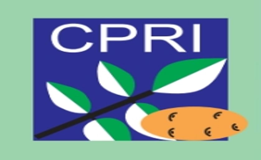 CPRI develops potatoes resistant to cold-induced sweetening
