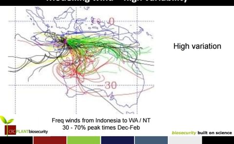 Modelling wind: 5 years daily wind trajectory 1994-1998 for the month February (Courtesy: CRC Plant biosecurity; earlier research). Modelling wind: 5 years daily wind trajectory 1994-1998 for the month February (Courtesy: CRC Plant biosecurity; earlier research).