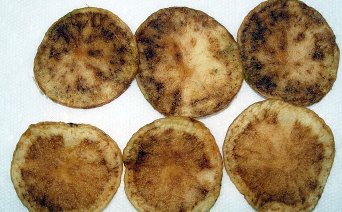 Zebra chip causes discolouration in potato tubers, and processed potatoes.