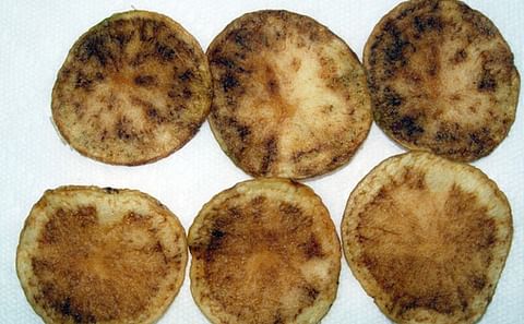 Zebra chip causes discolouration in potato tubers, and processed potatoes.