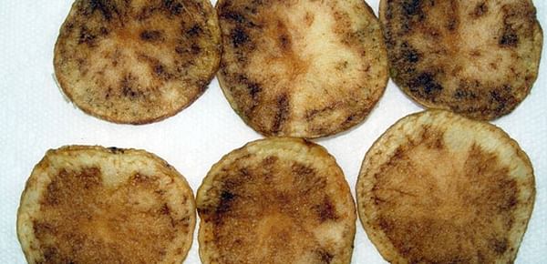 CRC develops new DNA methods to detect zebrachip bacteria in potato psyllids