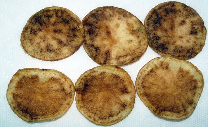 Zebra chip causes discolouration in potato tubers, and processed potatoes.