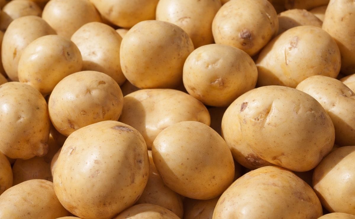 Crean comité de seguimiento de la producción de papa semilla (Buenos Aires) Crean comité de seguimiento de la producción de papa semilla (Buenos Aires)