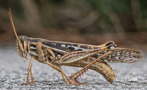 La langosta voladora puede desplazarse 30 km por día y destruir el 100% de los cultivos que invade La langosta voladora puede desplazarse 30 km por día y destruir el 100% de los cultivos que invade