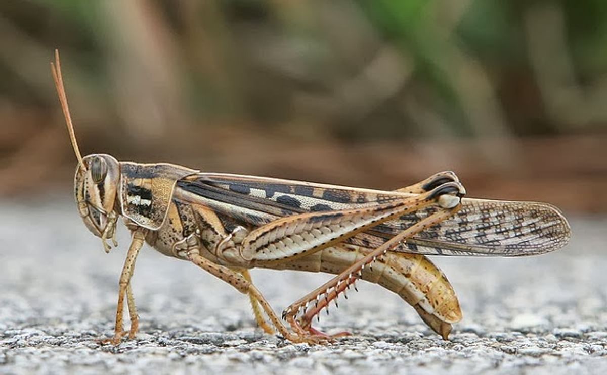 México: Crean biopesticidas contra plagas que dañan cultivos de papa y maíz México: Crean biopesticidas contra plagas que dañan cultivos de papa y maíz