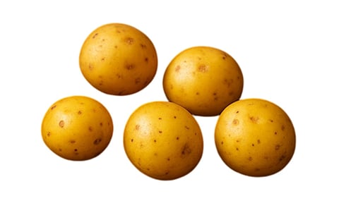 CRIOLLA CRIOLLA