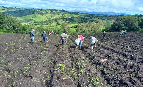 Crisis de la papa en nariño Crisis de la papa en nariño