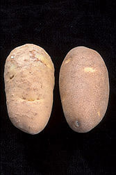 Columbia root-knot nematodes resistant potato developed by ARS scientists