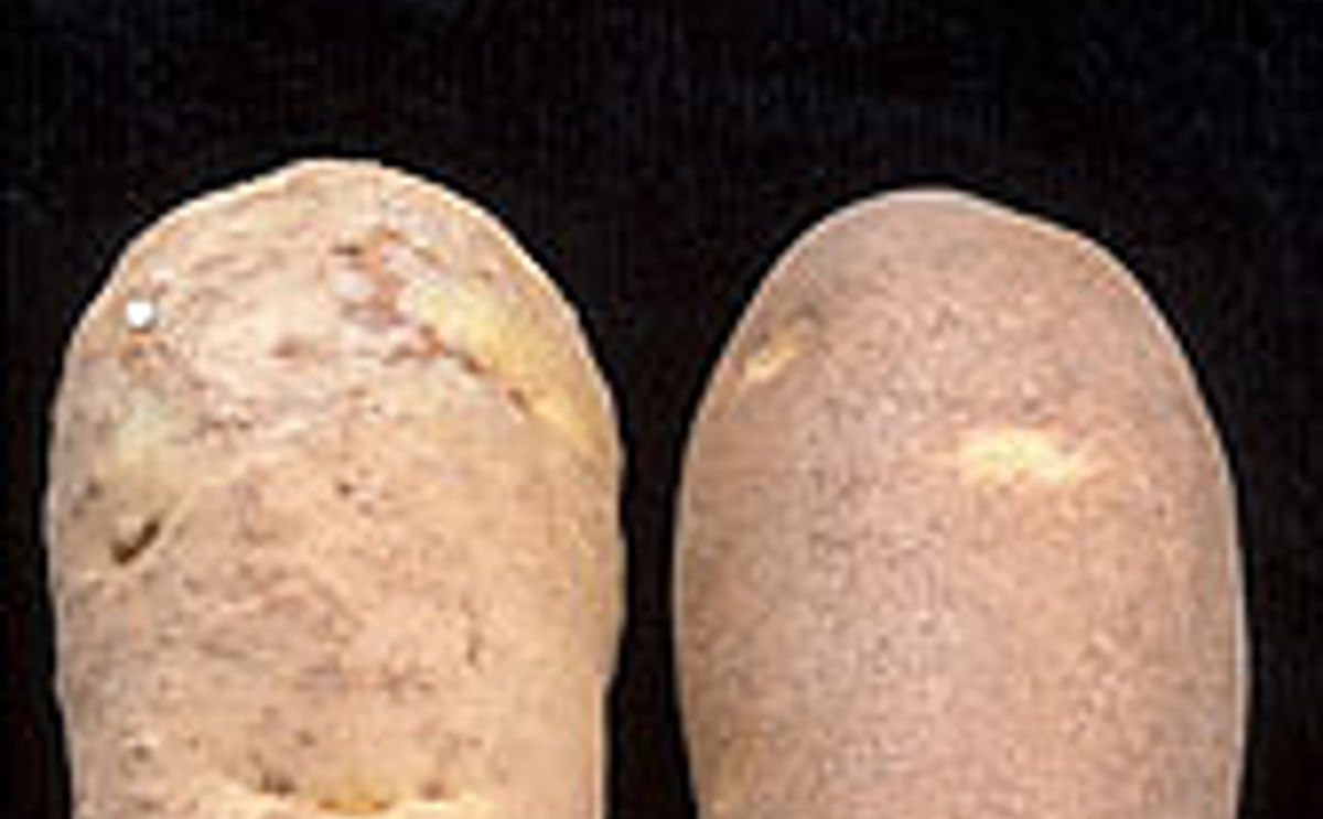 Left: potato affected by CRN Left: potato affected by CRN