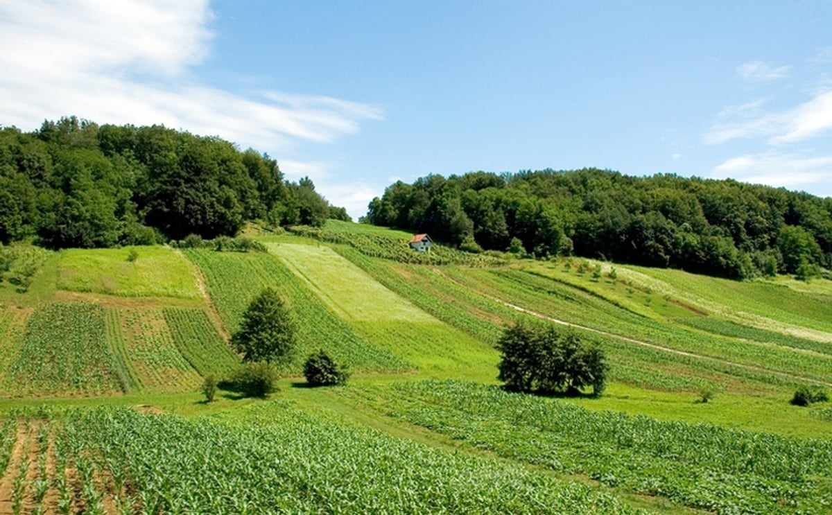 Croatian Potato Growers unable to compete with imports form France and Germany Croatian Potato Growers unable to compete with imports form France and Germany