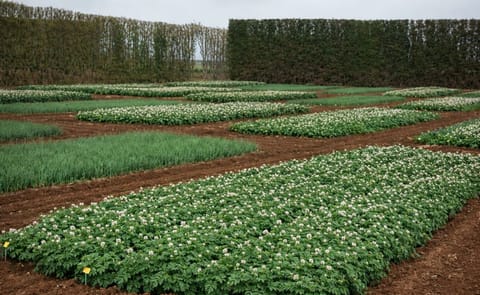 Major new potato research project announced in New Zealand Major new potato research project announced in New Zealand