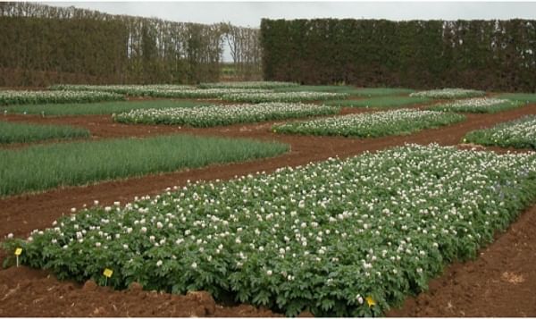 Crop Rotation trial in New Zealand (Courtesy New Zealand Institute for Plant & Food Research)