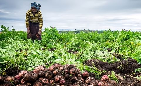 Potato Growers in Rwanda will benefit from new distribution system Potato Growers in Rwanda will benefit from new distribution system