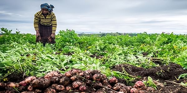 Rwanda potato farmers in Nyabbihu ready to take the produce to the market (Courtesy: The New Times)