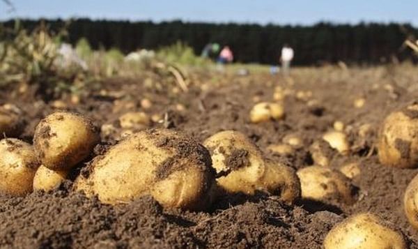 Research: New method reveals whether your potato is organic or not