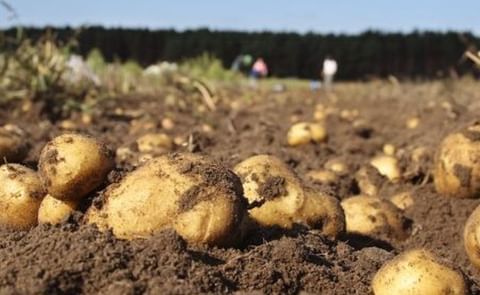 The number of falsely eco-labelled tomatoes, potatoes and apples is currently unknown because fertilisation methods remain untested. (Courtesy: Getty Images) The number of falsely eco-labelled tomatoes, potatoes and apples is currently unknown because fertilisation methods remain untested. (Courtesy: Getty Images)