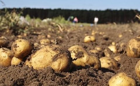 The number of falsely eco-labelled tomatoes, potatoes and apples is currently unknown because fertilisation methods remain untested. (Courtesy: Getty Images)