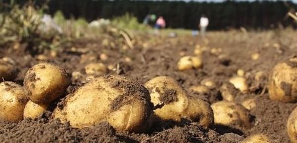 Research: New method reveals whether your potato is organic or not