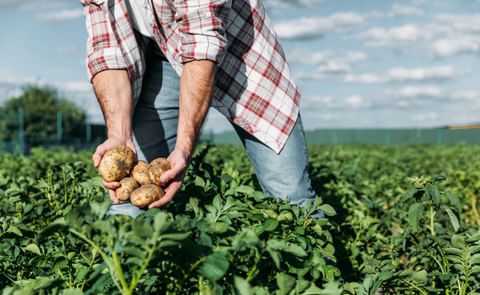 Potato field Potato field