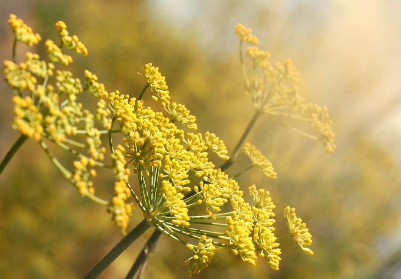 Crown Dill Crown Dill