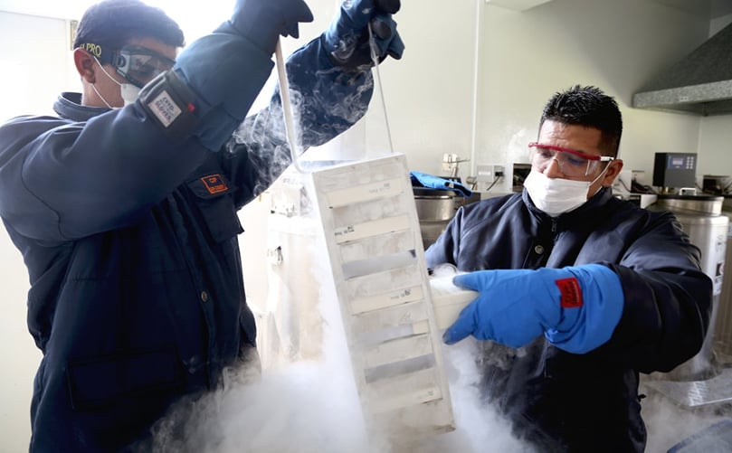 José Cardenas, right, works in the cryopreservation section at the International Potato Center's genebank.(Courtesy: Sara A.Fajardo/CIP) José Cardenas, right, works in the cryopreservation section at the International Potato Center's genebank.(Courtesy: Sara A.Fajardo/CIP)