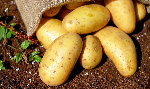 La patata europea se ha adaptado para sobrevivir a los días fríos y cortos.