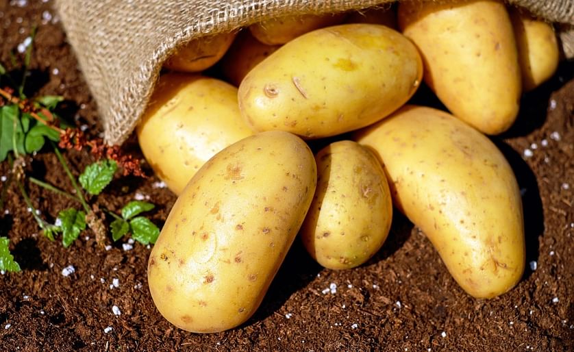 La patata se cultiva en Europa desde el siglo XVII