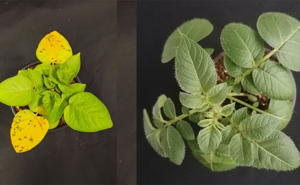 The potato is an important crop plant, shown here with (left) and without (right) virus infection. Photo: Sara Fišer, NIB, Ljubljana (CC BY-NC-SA)