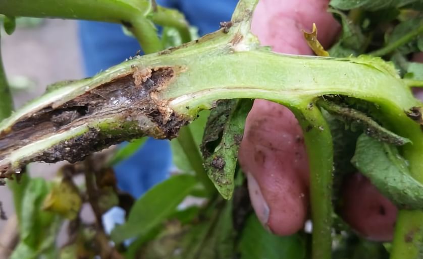 The bacterial pathogen Dickeya dianthicola causes a disease called blackleg where potato stems decay. The disease can kill growing plants within a few days.