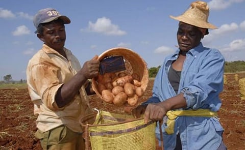 Desarrollan en Cuba bioestimulante para el cultivo de la papa Desarrollan en Cuba bioestimulante para el cultivo de la papa