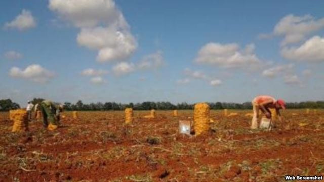 La papa desapareció de los mercados cubanos