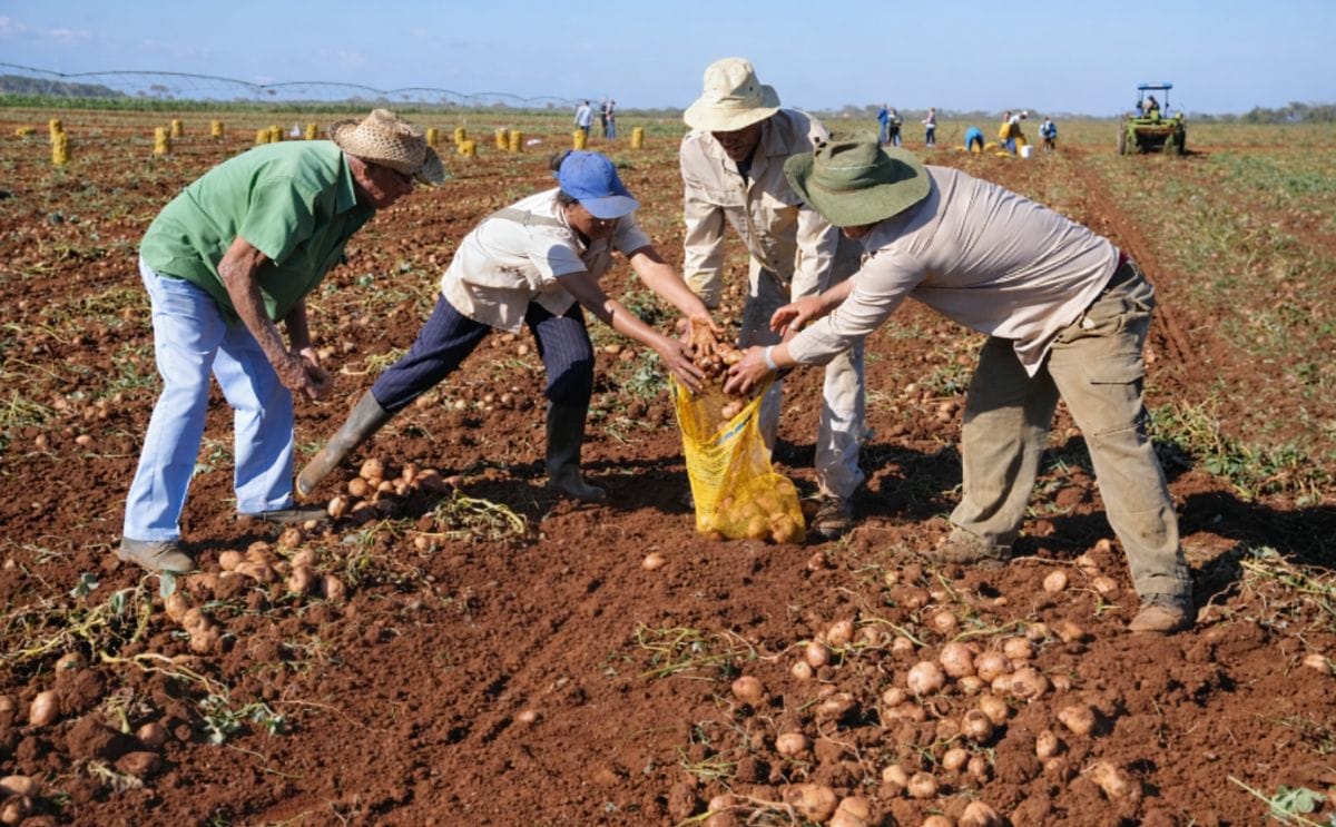 Cuba quiere comprar la papa que le sobra al Perú