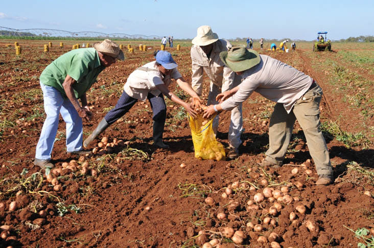 Cuba quiere comprar la papa que le sobra al Perú