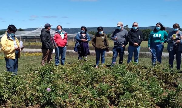 Chile: Fortalecen manejo agronómico del cultivo de papas nativas de colores en Los Ríos.