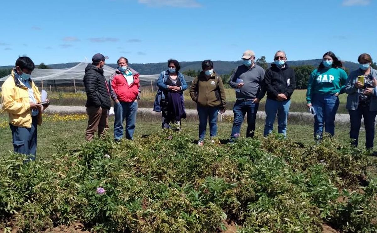 Chile: Fortalecen manejo agronómico del cultivo de papas nativas de colores en Los Ríos.