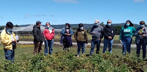 Chile: Fortalecen manejo agronómico del cultivo de papas nativas de colores en Los Ríos.