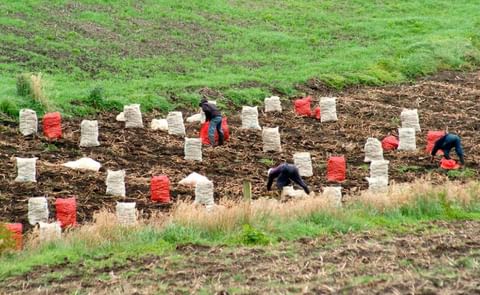 Con más de 2.200 hectáreas de papa local, esta empresa moviliza hasta 70.000 toneladas por medio de 5.000 transportadores Con más de 2.200 hectáreas de papa local, esta empresa moviliza hasta 70.000 toneladas por medio de 5.000 transportadores