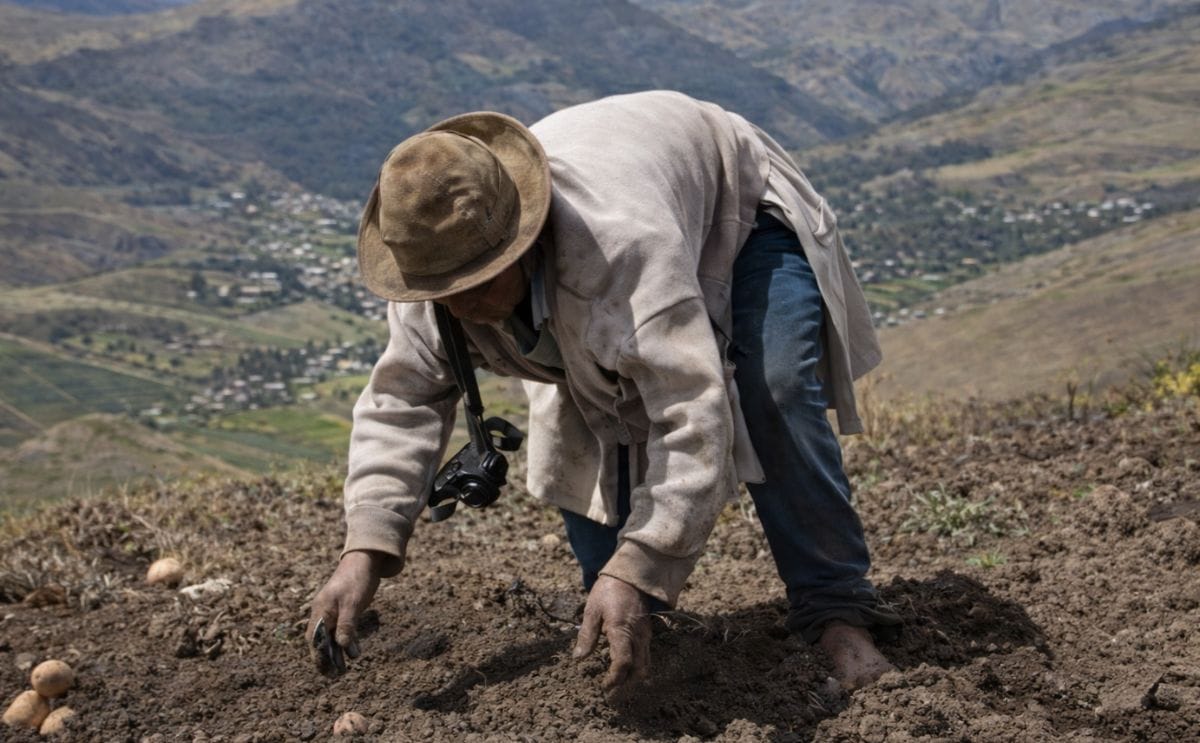Campesina cultivando papa Campesina cultivando papa