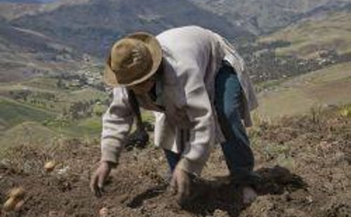 Campesina cultivando papa Campesina cultivando papa