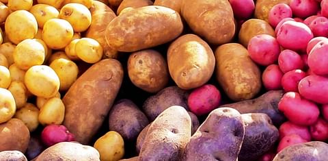 Since the humble precursor to modern potato first domesticated in Peru 10,000 years ago, the tuber has branched off into thousands of different varietals. (Courtesy: Cultivate Michigan)