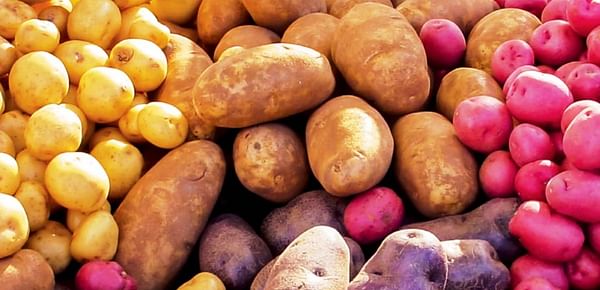 Since the humble precursor to modern potato first domesticated in Peru 10,000 years ago, the tuber has branched off into thousands of different varietals. (Courtesy: Cultivate Michigan)