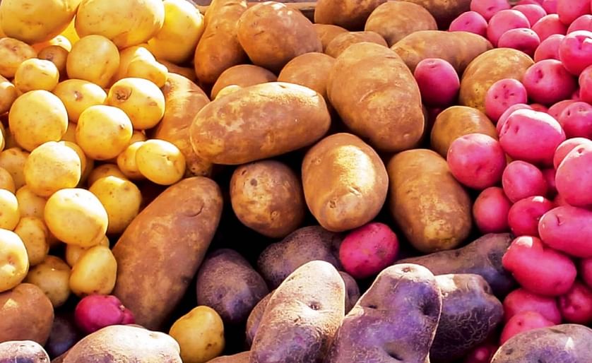 Since the humble precursor to modern potato first domesticated in Peru 10,000 years ago, the tuber has branched off into thousands of different varieties. (Courtesy: Cultivate Michigan)