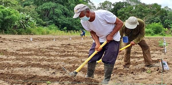 En Esmeraldas, Ecuador, el cultivo de camote busca mejorar la salud e ingresos de sus ciudadanos