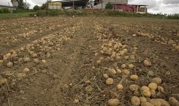 El cultivo de la patata se afianza una vez controlada la plaga de la polilla