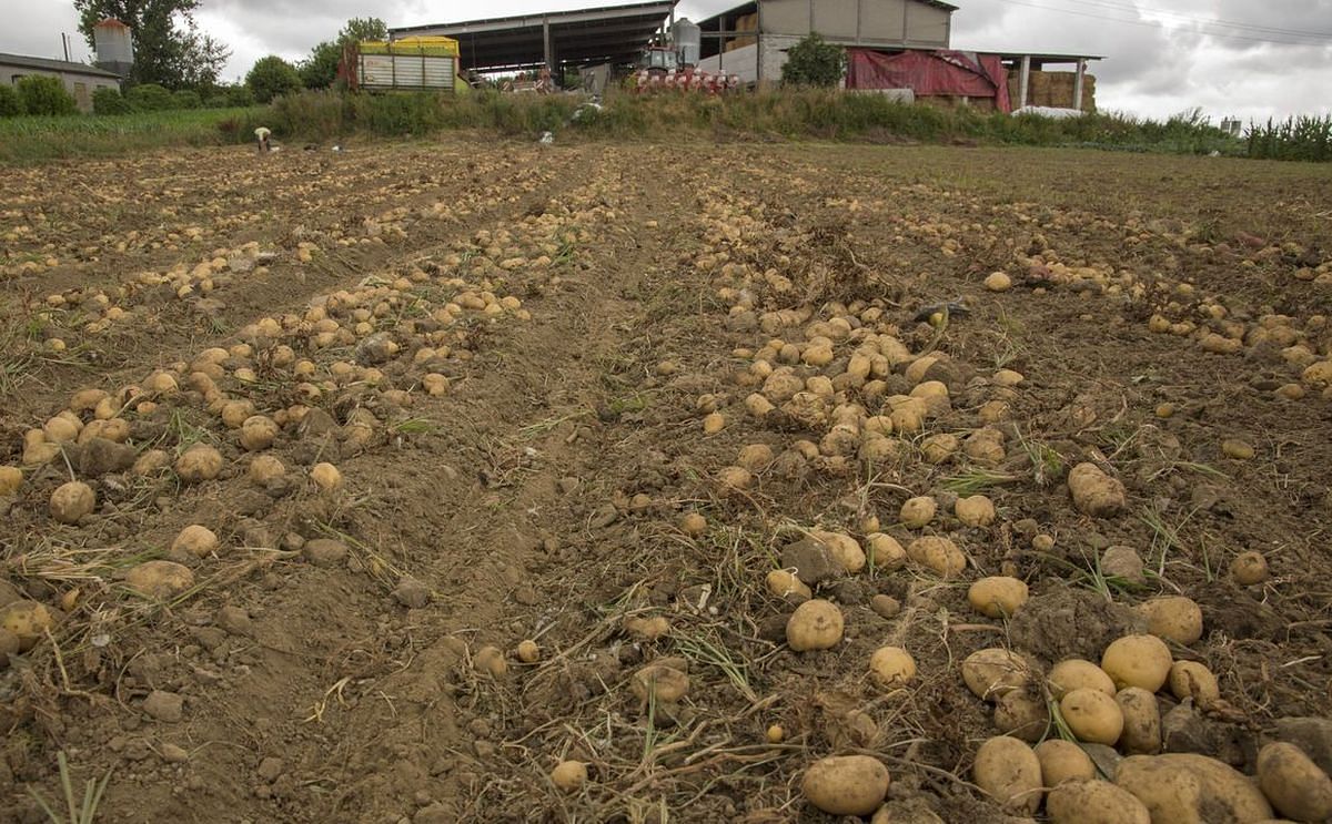 El cultivo de la patata se afianza una vez controlada la plaga de la polilla El cultivo de la patata se afianza una vez controlada la plaga de la polilla
