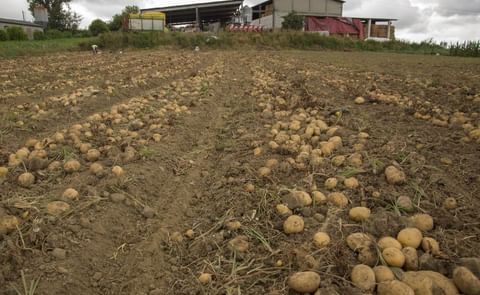 La indicación geográfica protegida ampliará en breve su territorio a toda la comunidad. La indicación geográfica protegida ampliará en breve su territorio a toda la comunidad.