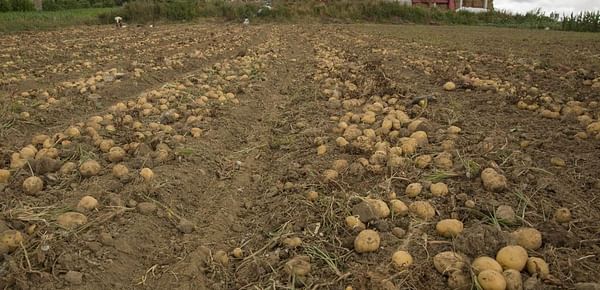 El cultivo de la patata se afianza una vez controlada la plaga de la polilla