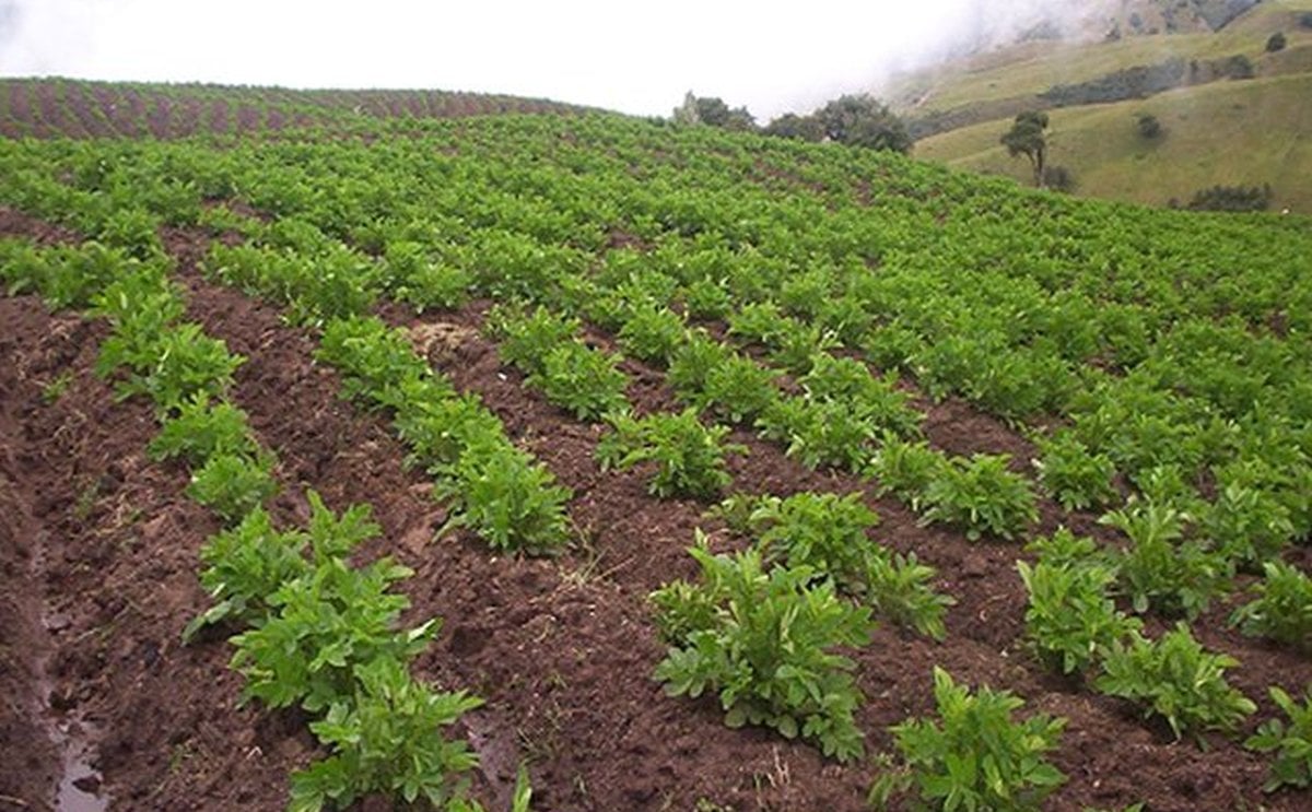 Colombia: Superficie con papa caería 30 porciento por la pandemia. Colombia: Superficie con papa caería 30 porciento por la pandemia.